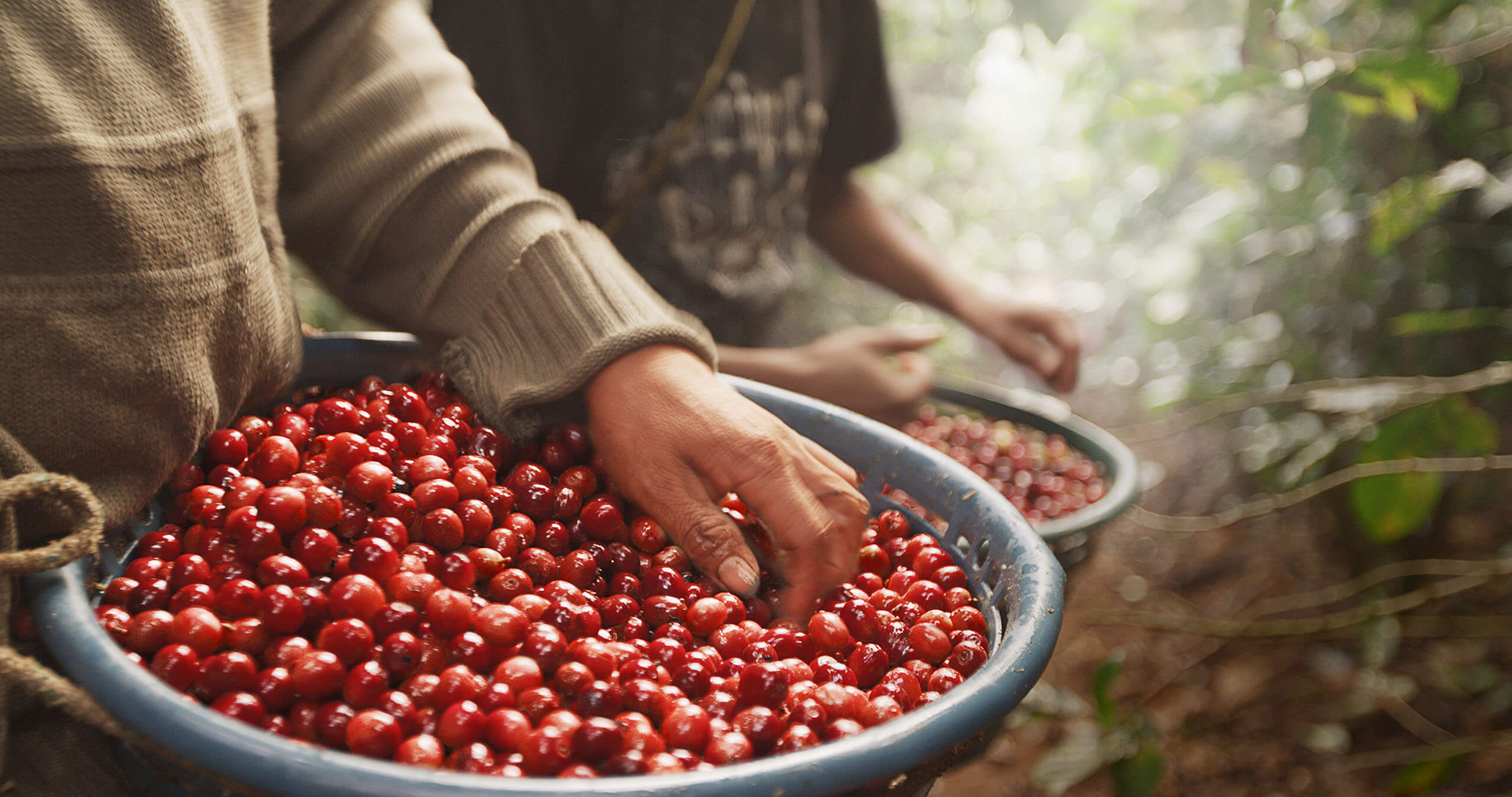 Café para pasar cafe pasado molido en grano cafetería cafeteria coffee orgánico organico de especialidad mejor cafetería de lima Jesús Maria Miraflores san isidro magdalena San  borja Barranco cafe peruano comprar café premium gourmet fino peruvian coffe 